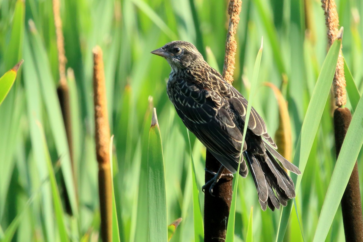 Red-winged Blackbird - ML463621551