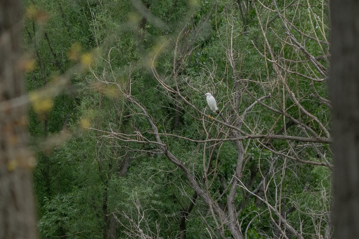 Snowy Egret - ML463621631