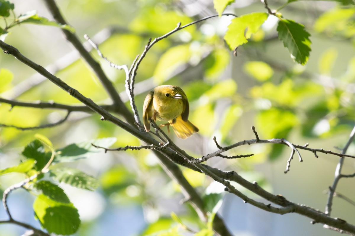 Yellow Warbler - ML463621711