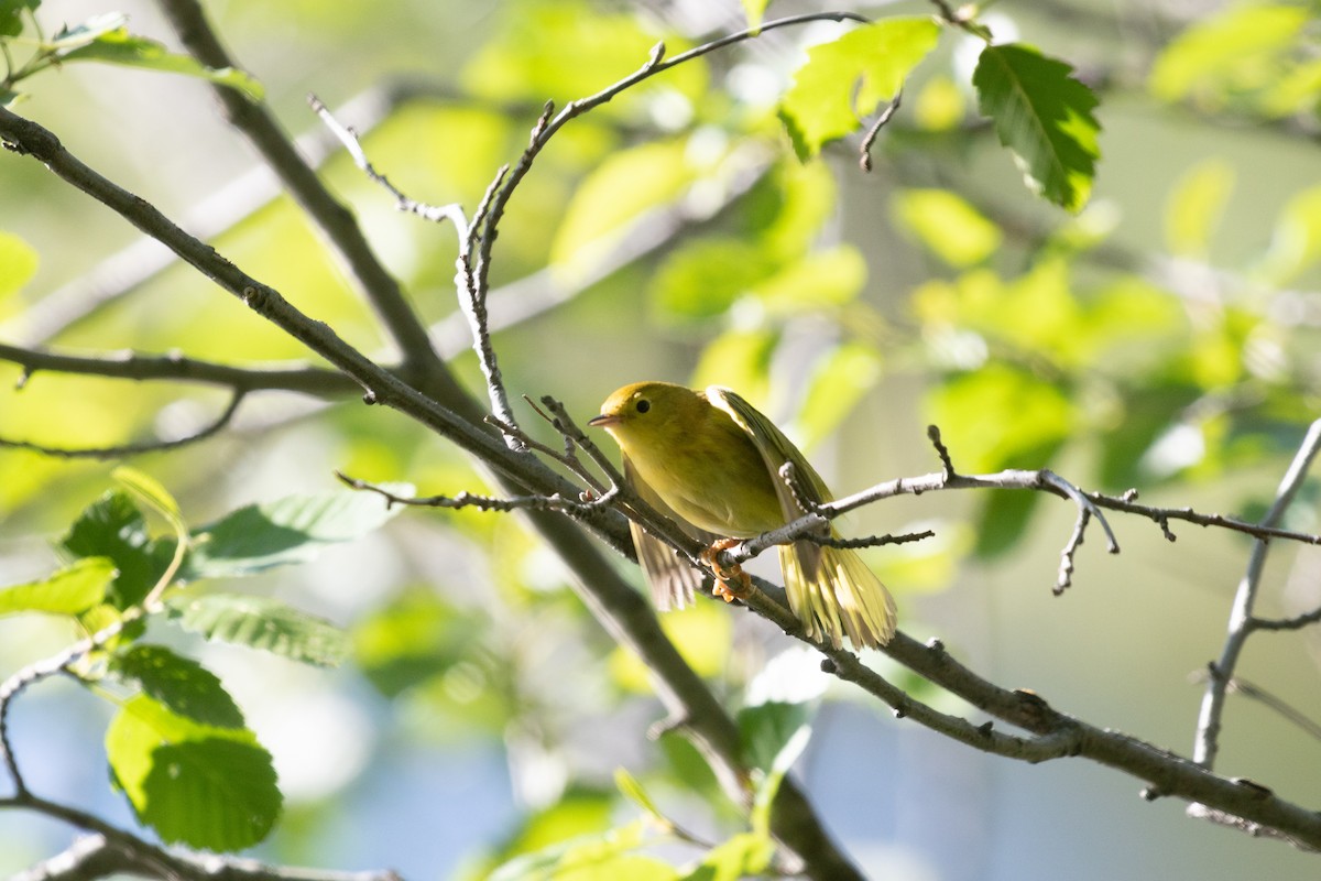 Yellow Warbler - ML463621751