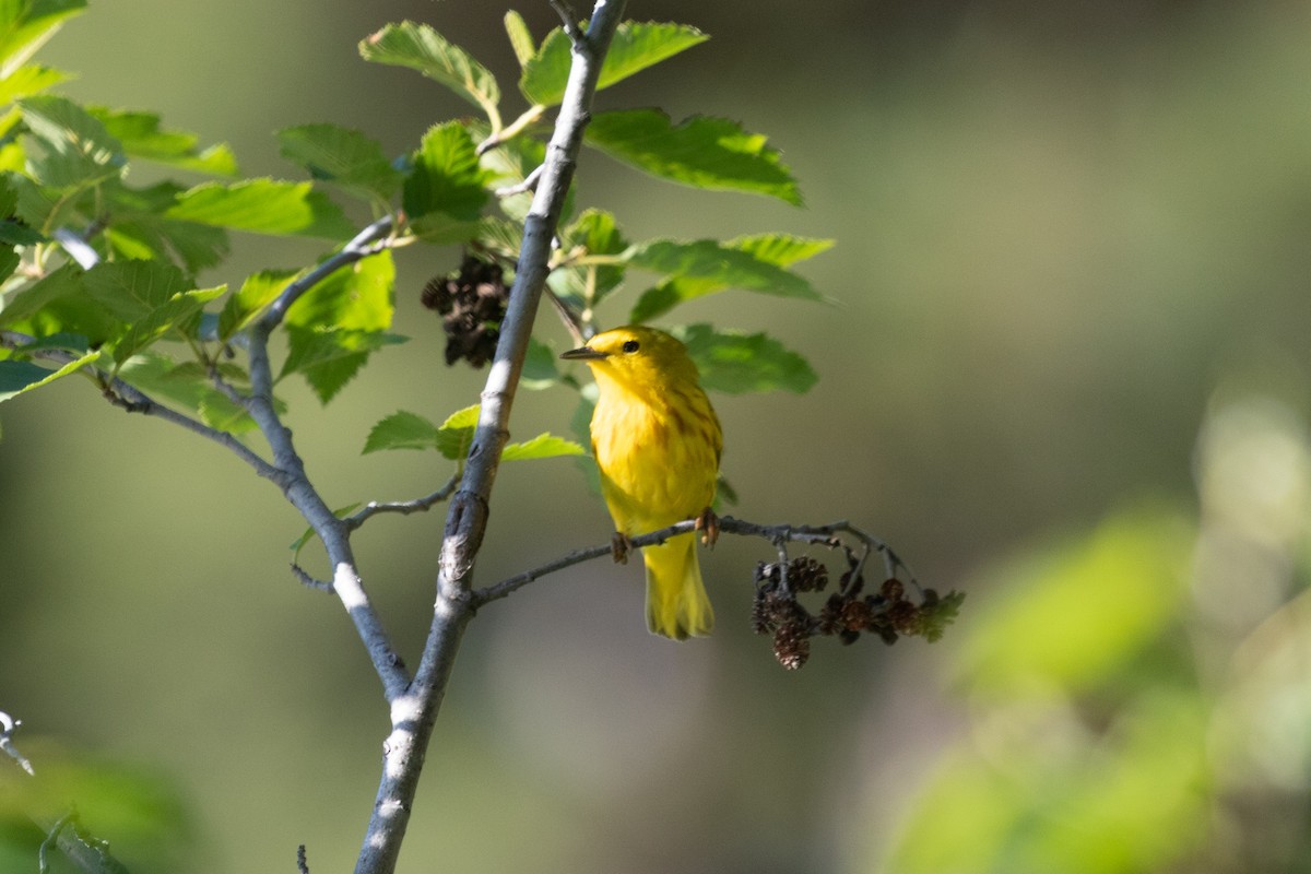 Yellow Warbler - ML463621771