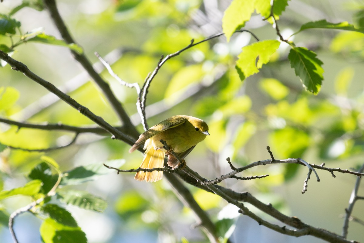 Yellow Warbler - ML463621781