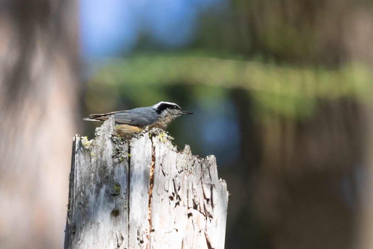 Red-breasted Nuthatch - ML463621921