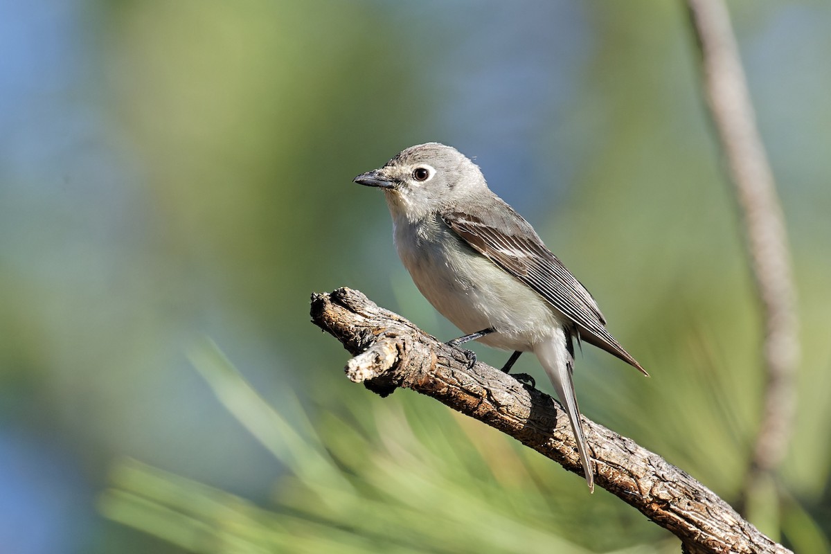 Plumbeous Vireo - ML463622181