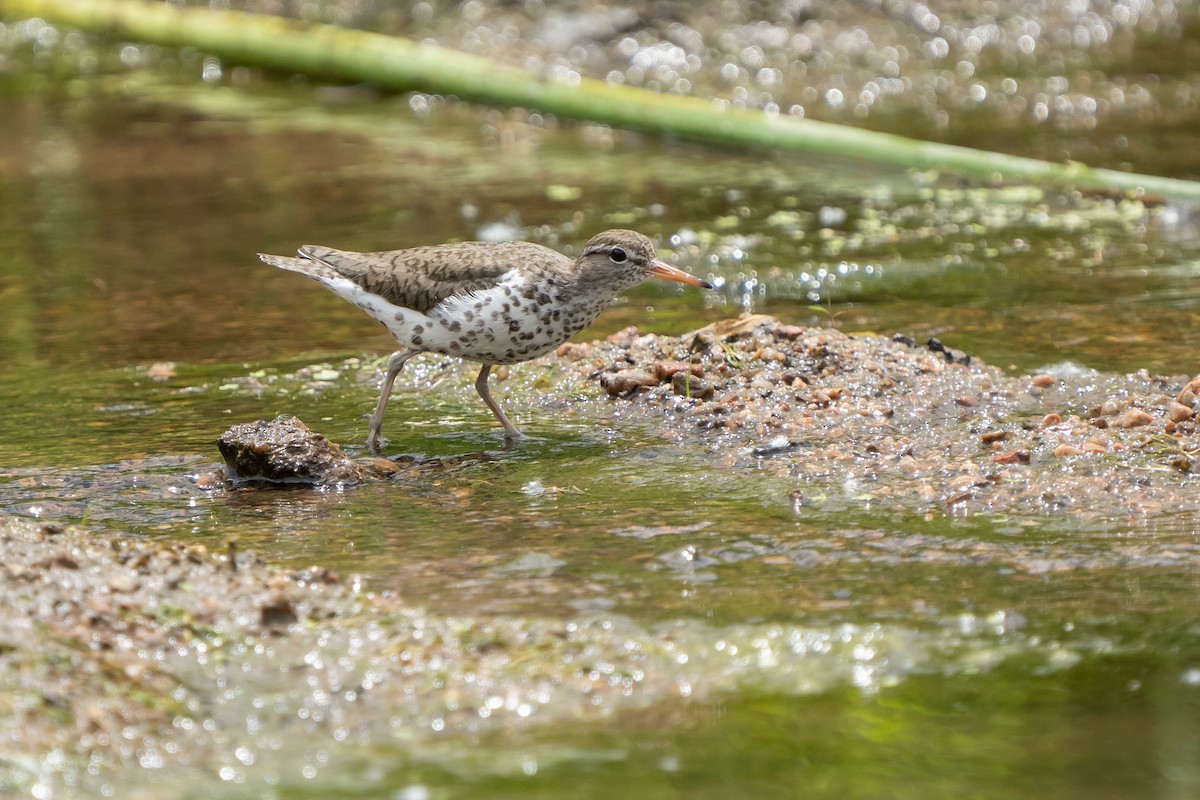 Spotted Sandpiper - ML463622311