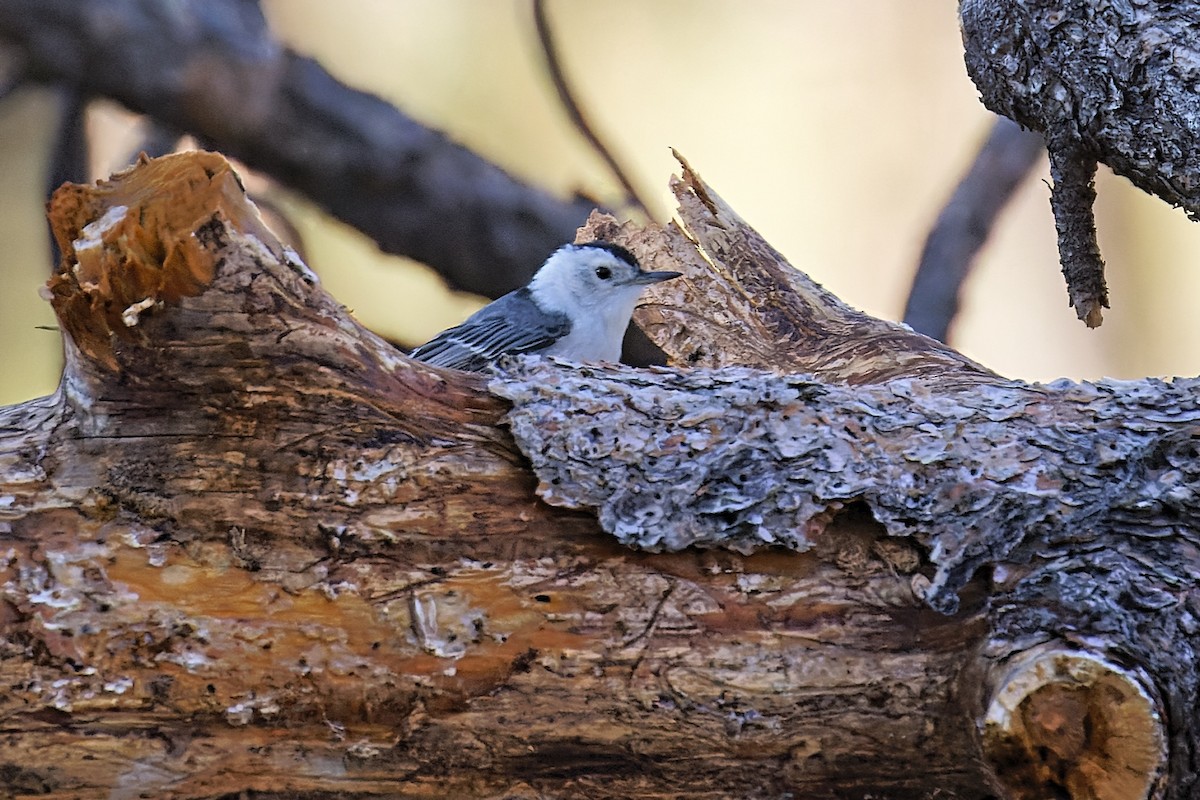 White-breasted Nuthatch - ML463622401