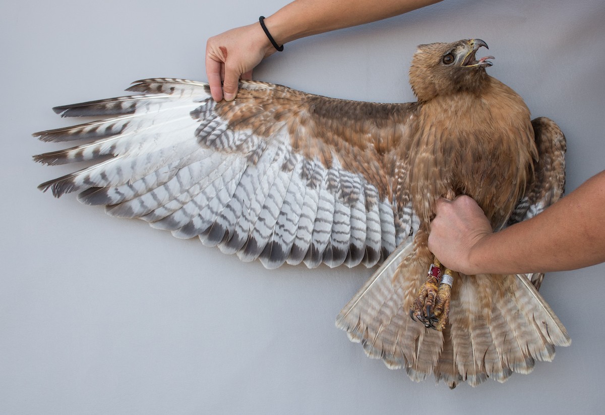 Red-tailed Hawk (calurus/alascensis) - ML463622421