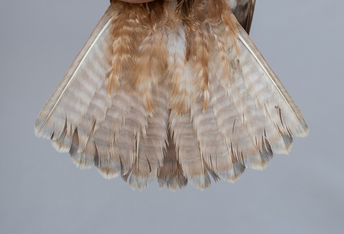 Red-tailed Hawk (calurus/alascensis) - ML463622471