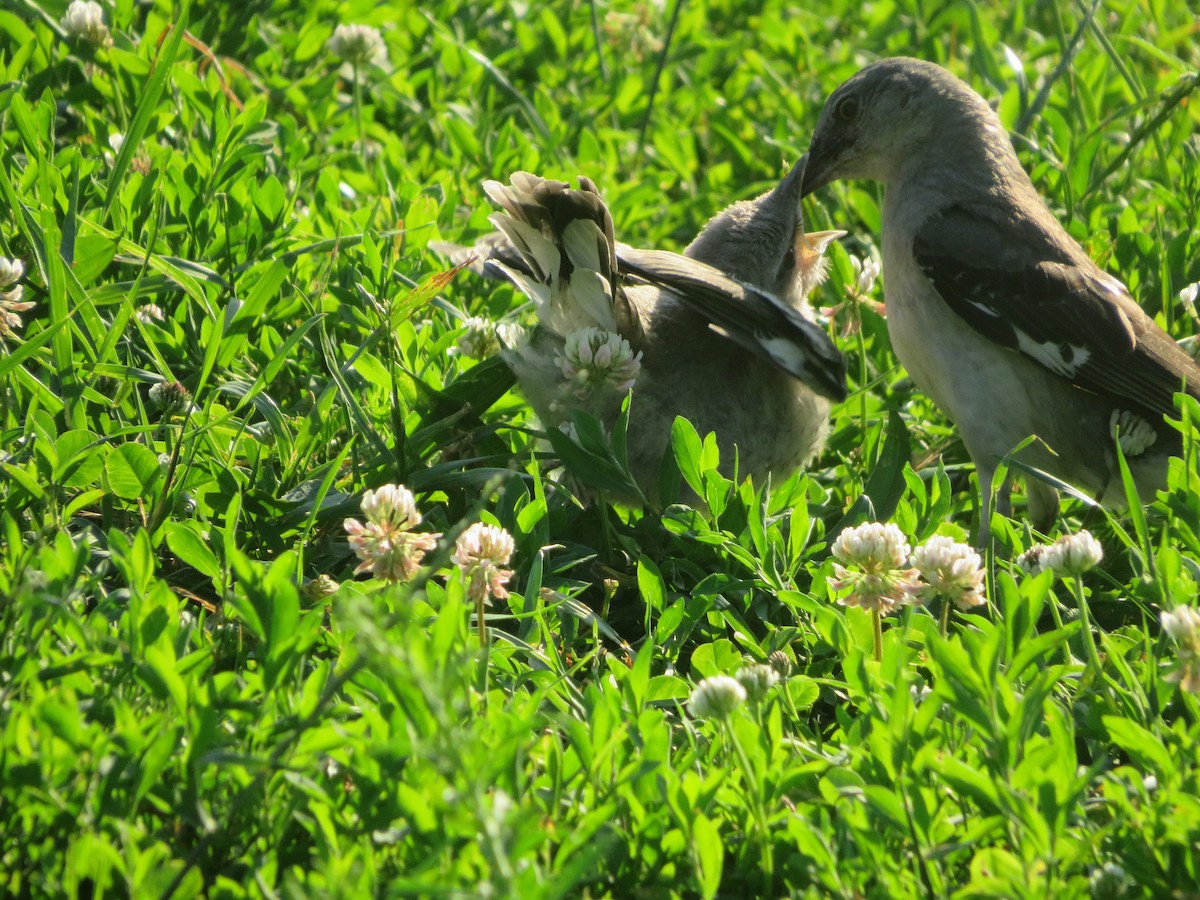 Northern Mockingbird - ML463622531