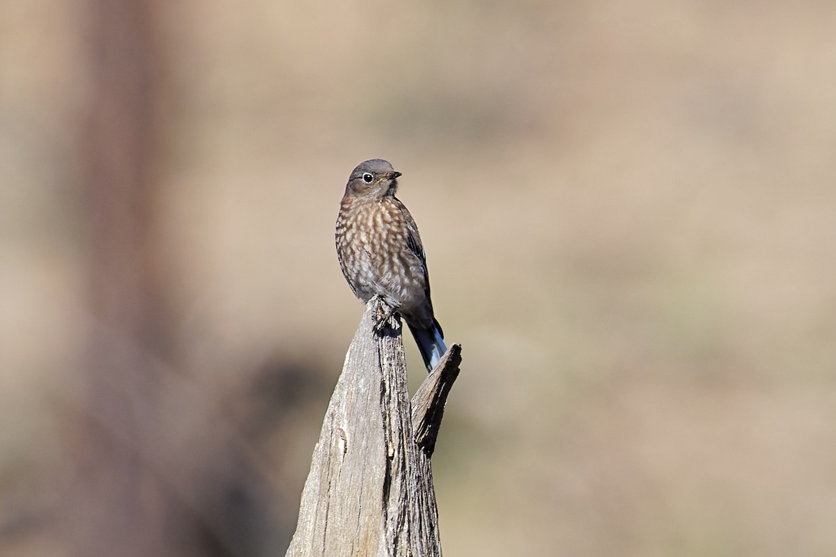 Western Bluebird - ML463622931