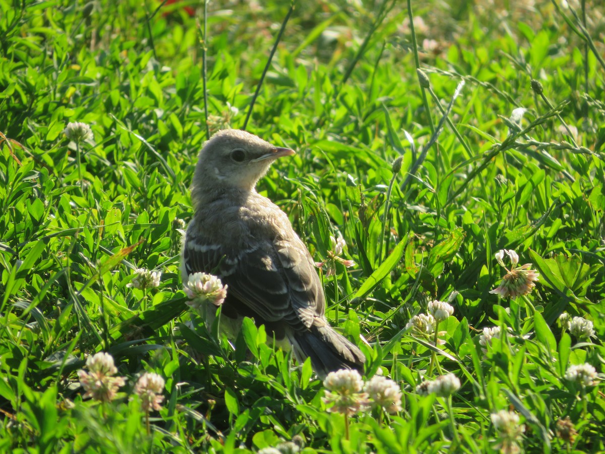 Northern Mockingbird - Nick Dawson