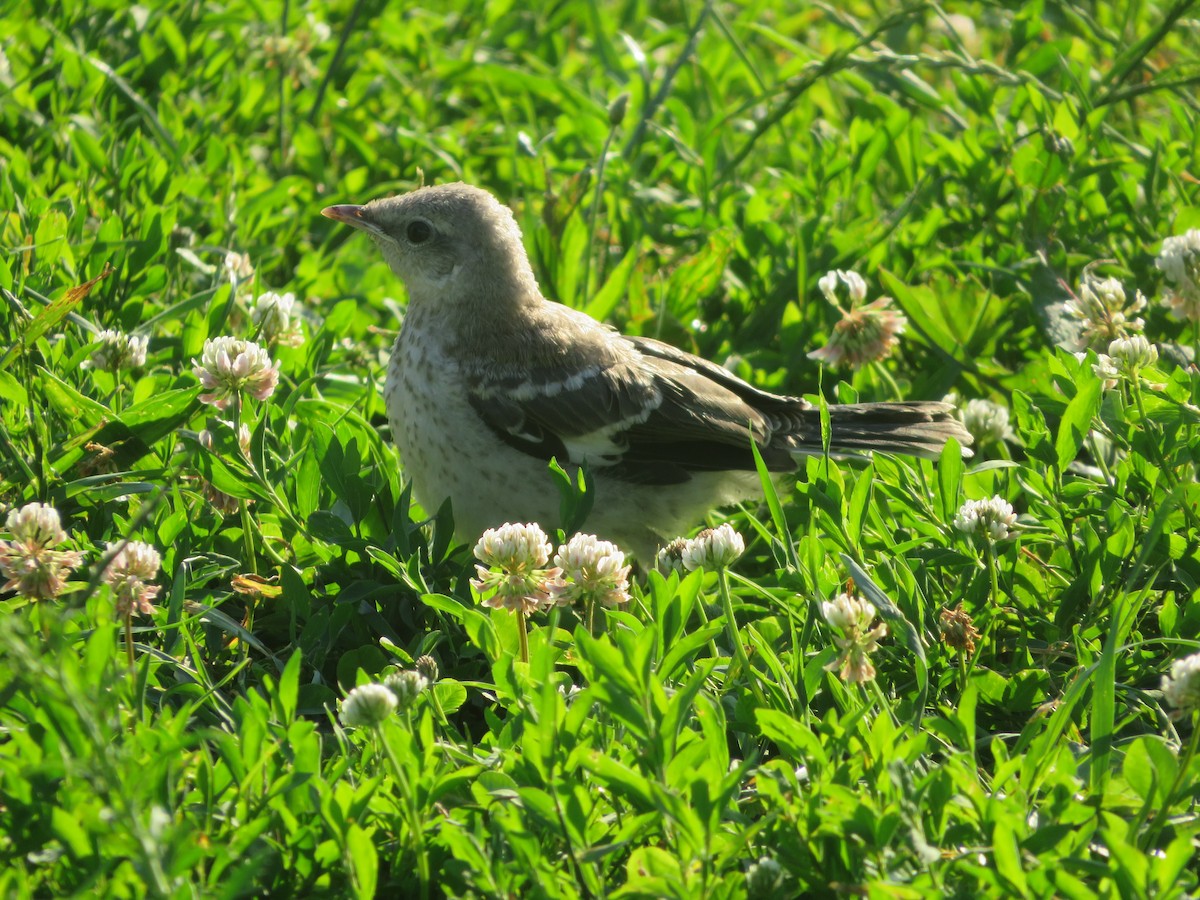 Northern Mockingbird - Nick Dawson