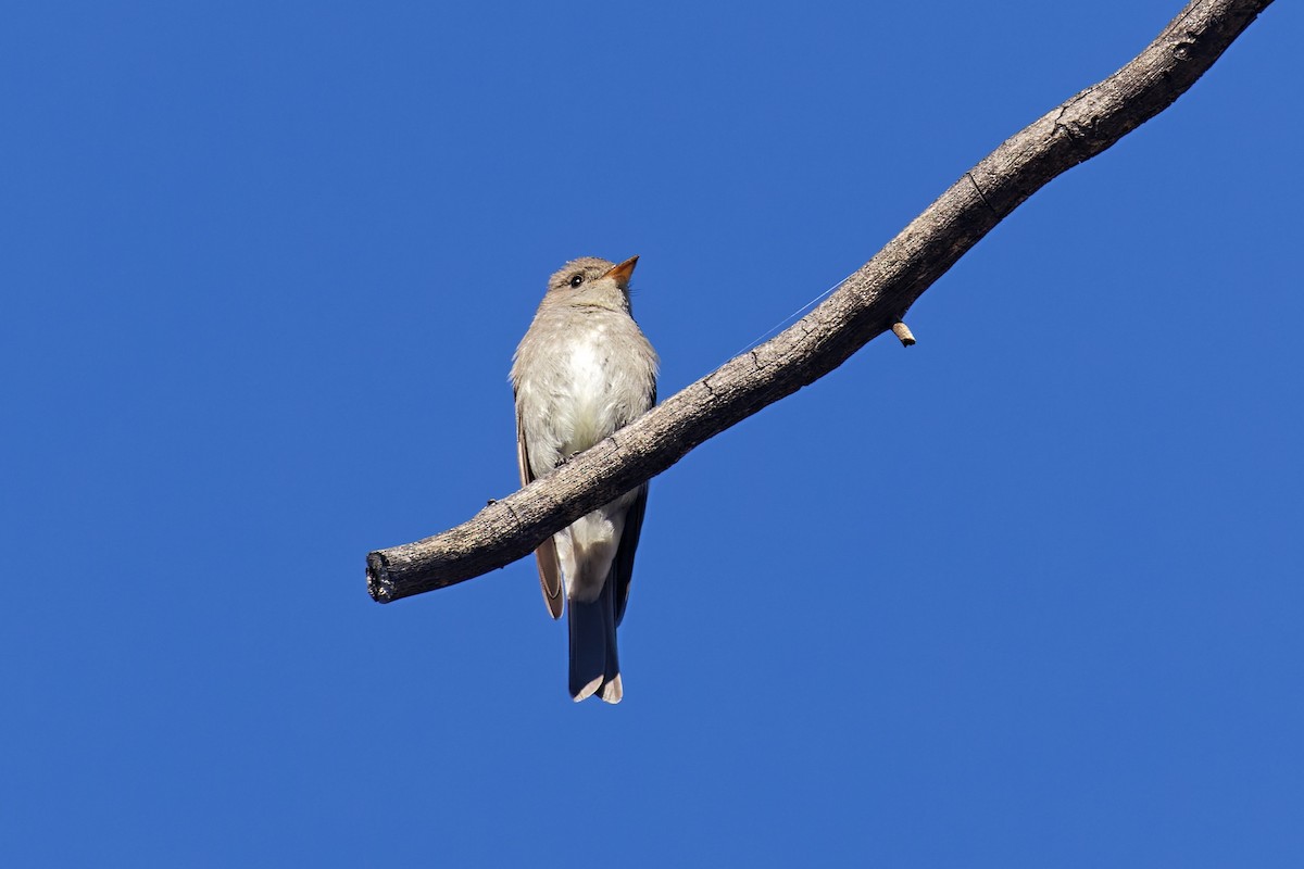 Western Wood-Pewee - ML463623071