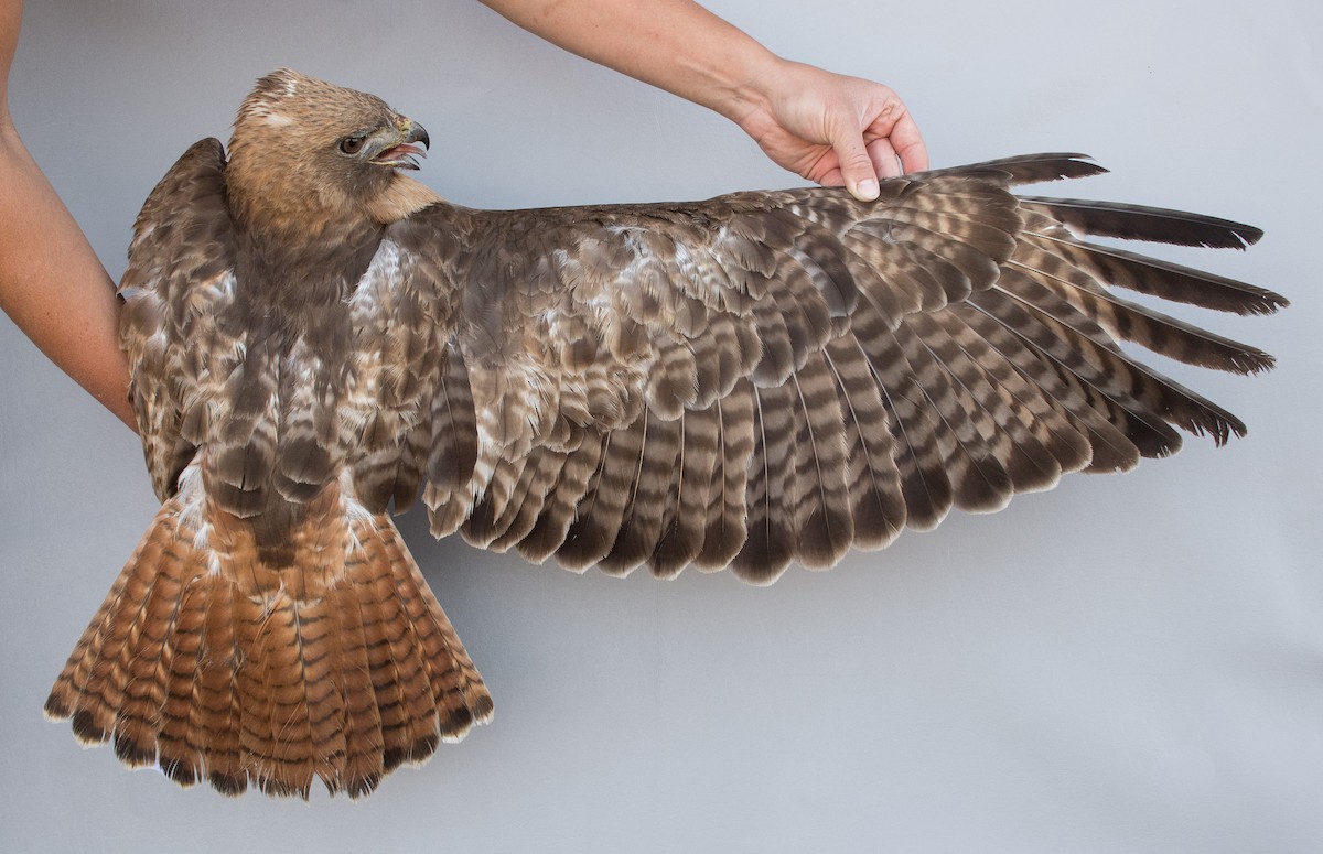 Red-tailed Hawk (calurus/alascensis) - ML463623601