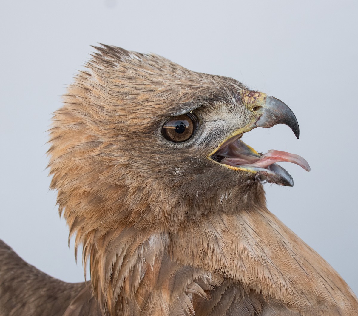 Red-tailed Hawk (calurus/alascensis) - ML463623621