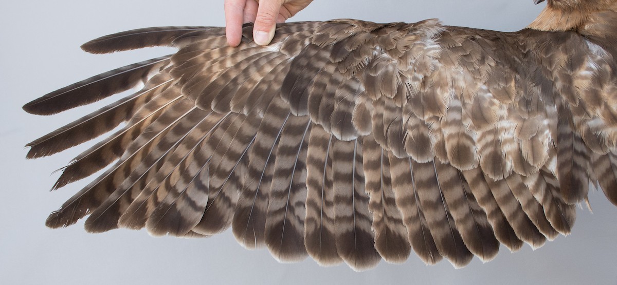 Red-tailed Hawk (calurus/alascensis) - ML463623771