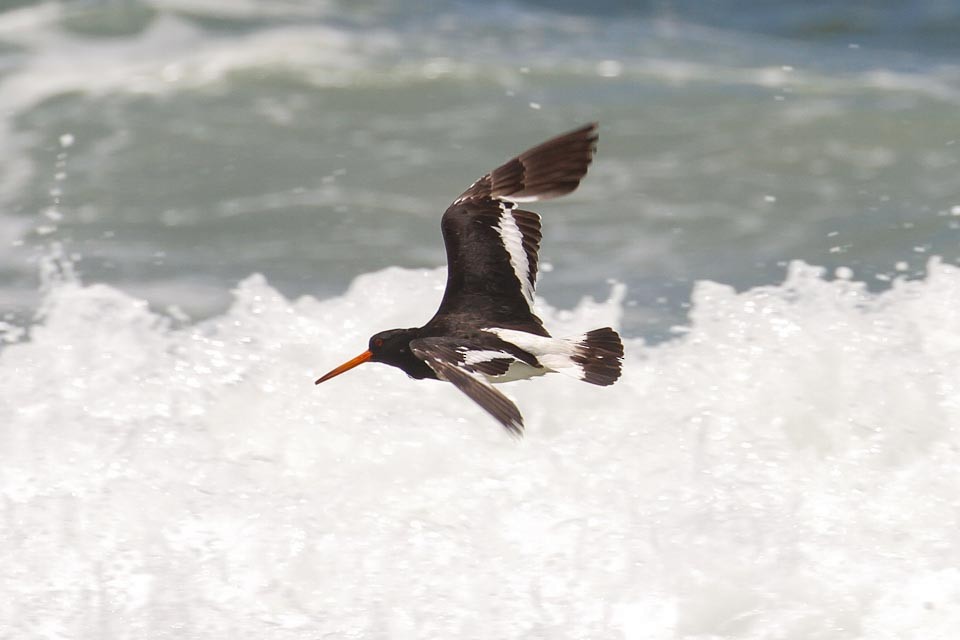 South Island Oystercatcher - ML46362421