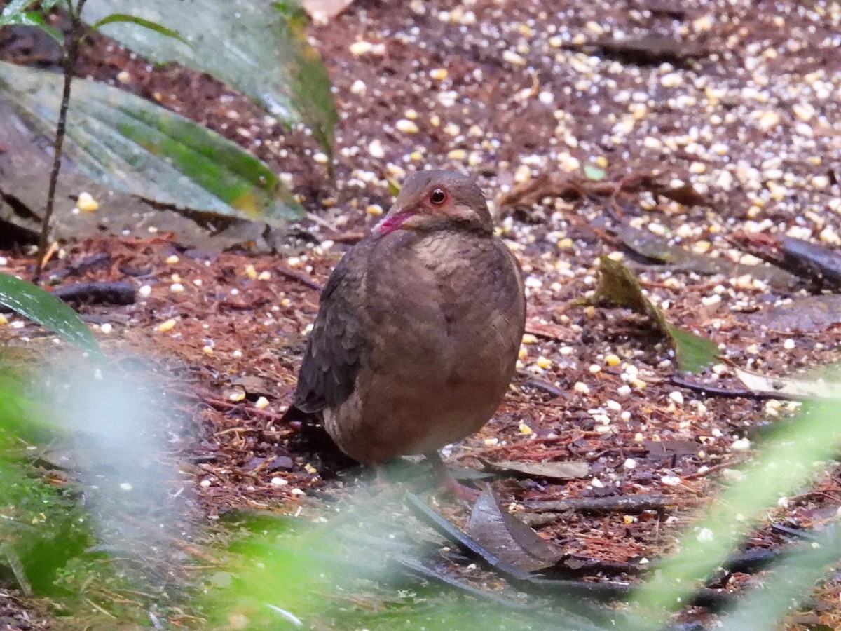 Ruddy Quail-Dove - ML463625301