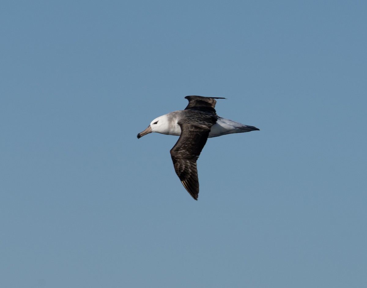 Black-browed Albatross - ML463625421