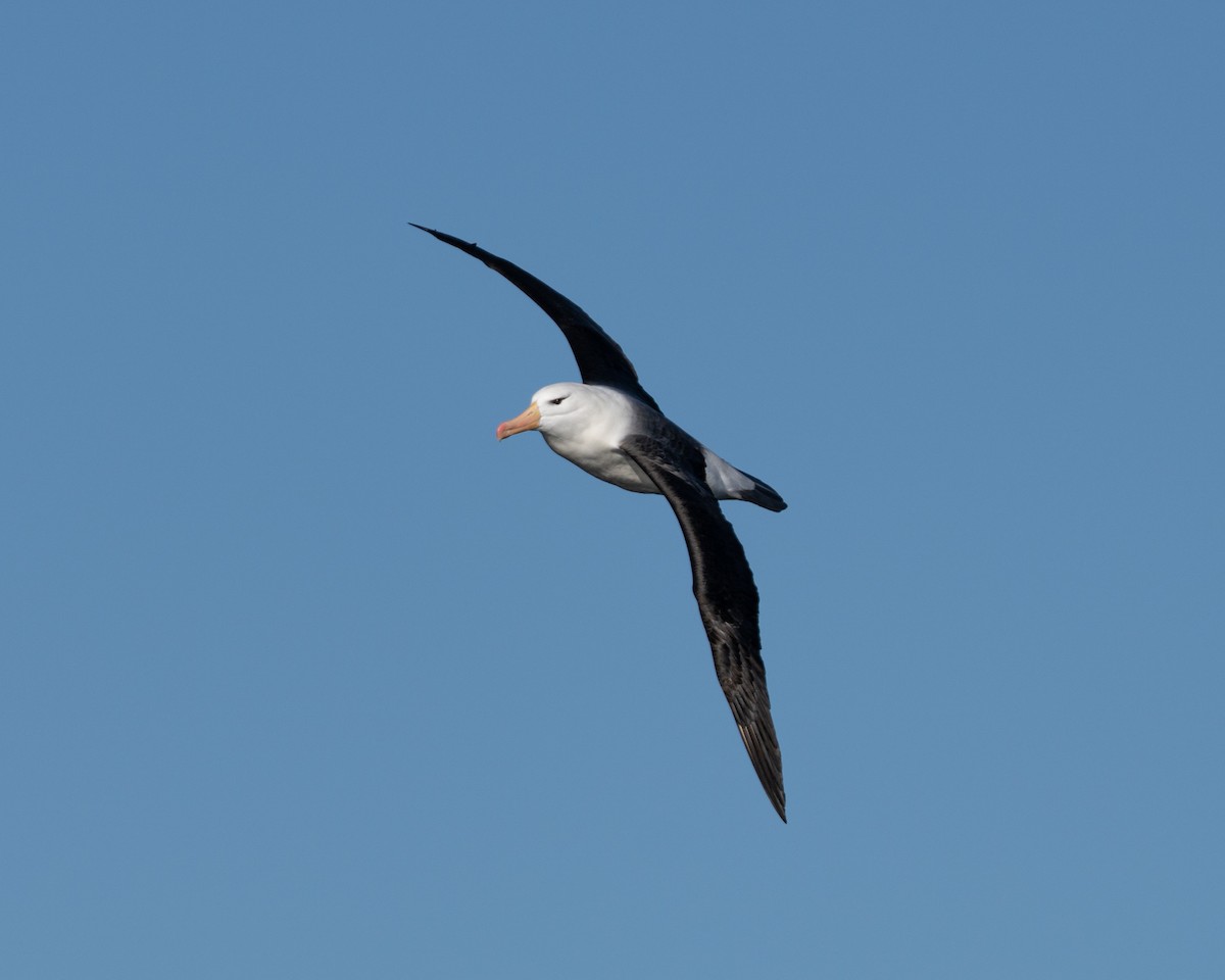 Black-browed Albatross - ML463625431