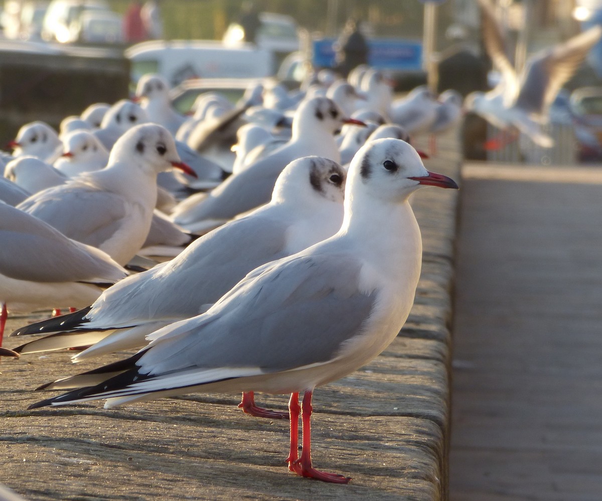 Black-headed Gull - Xabier Remirez