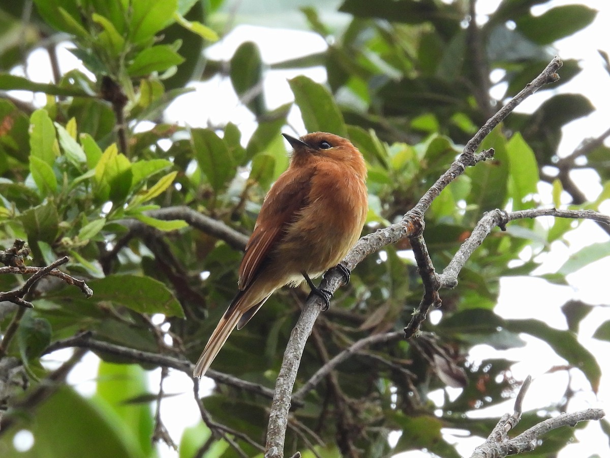 Cinnamon Flycatcher (Santa Marta) - Matthew Hall