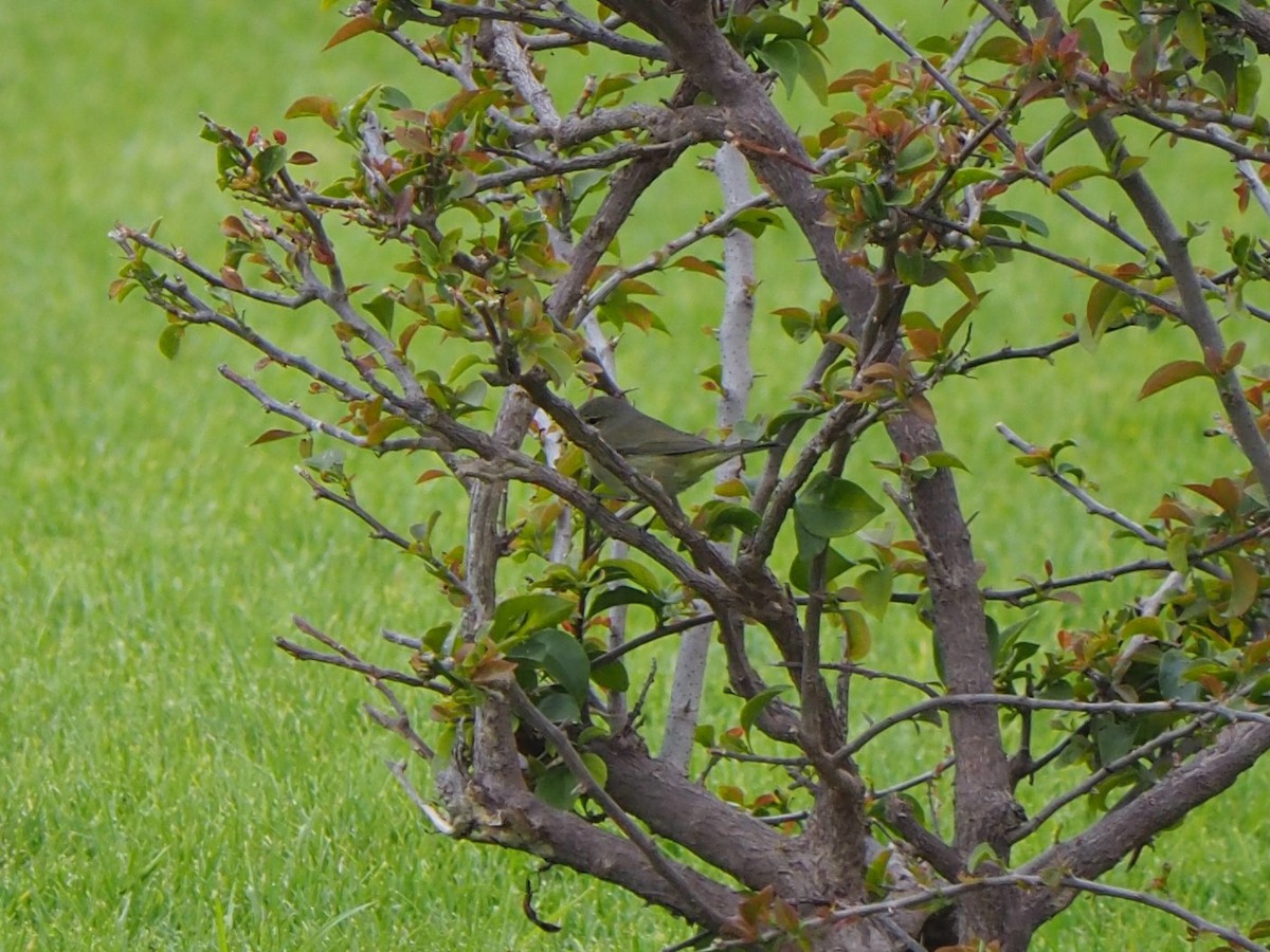 Orange-crowned Warbler - ML463628861