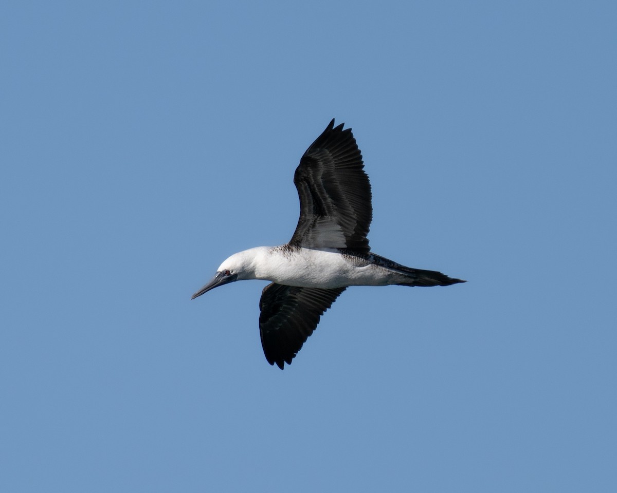 Peruvian Booby - ML463628941