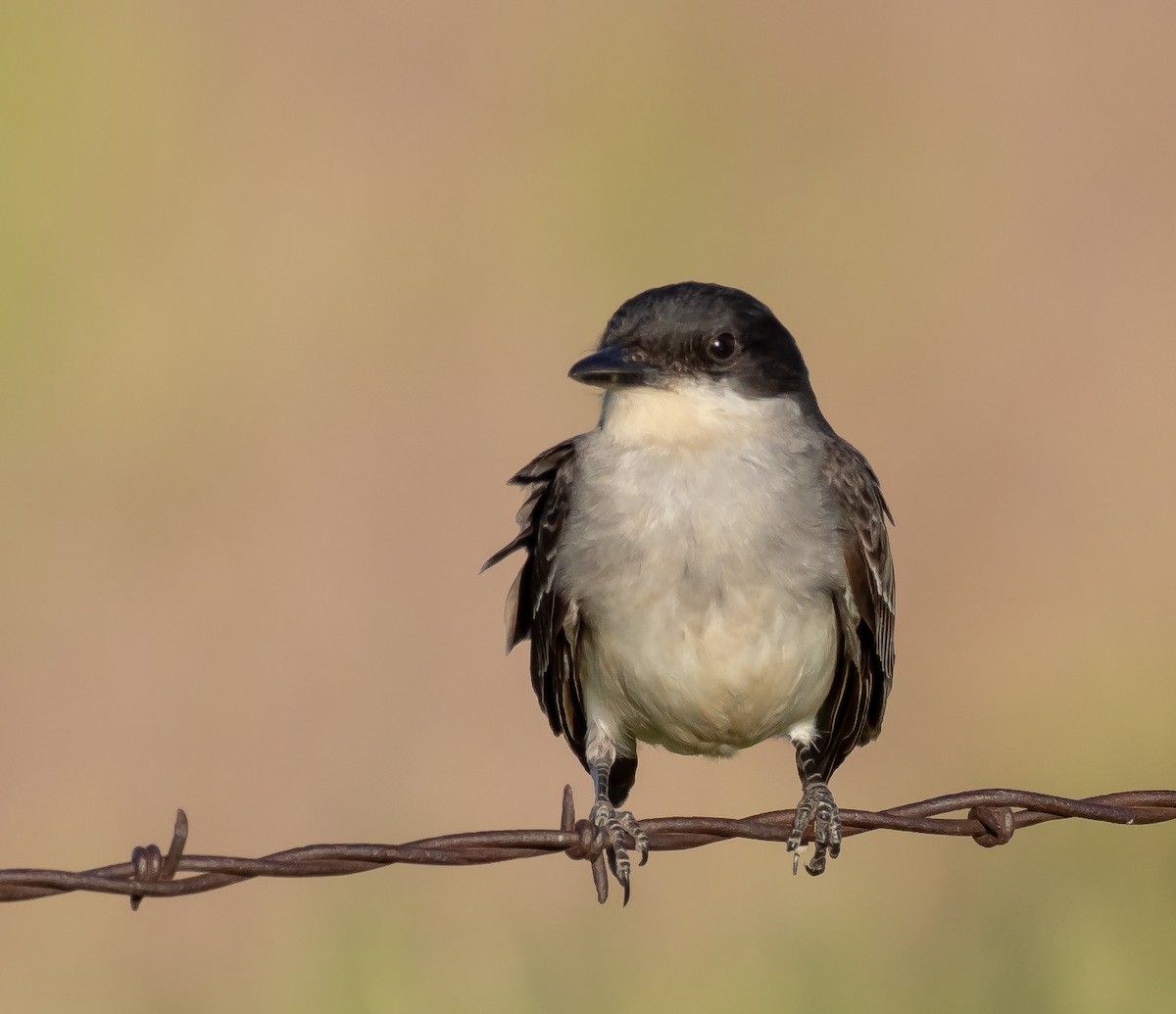 Eastern Kingbird - ML463629021