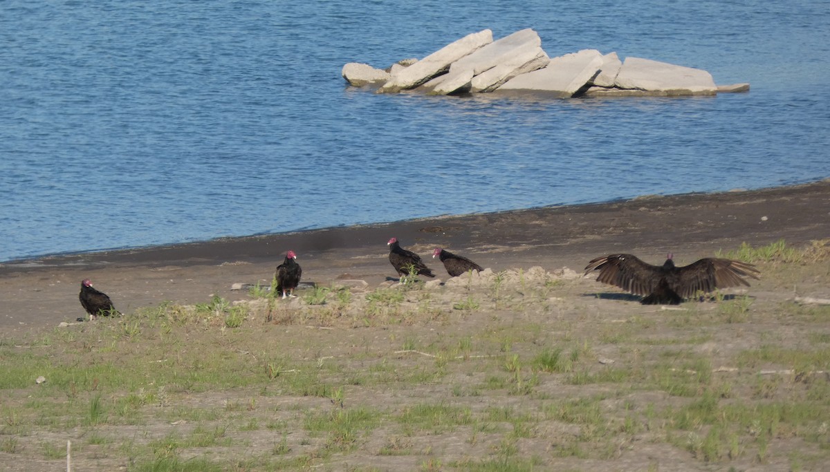 Turkey Vulture - ML463629271