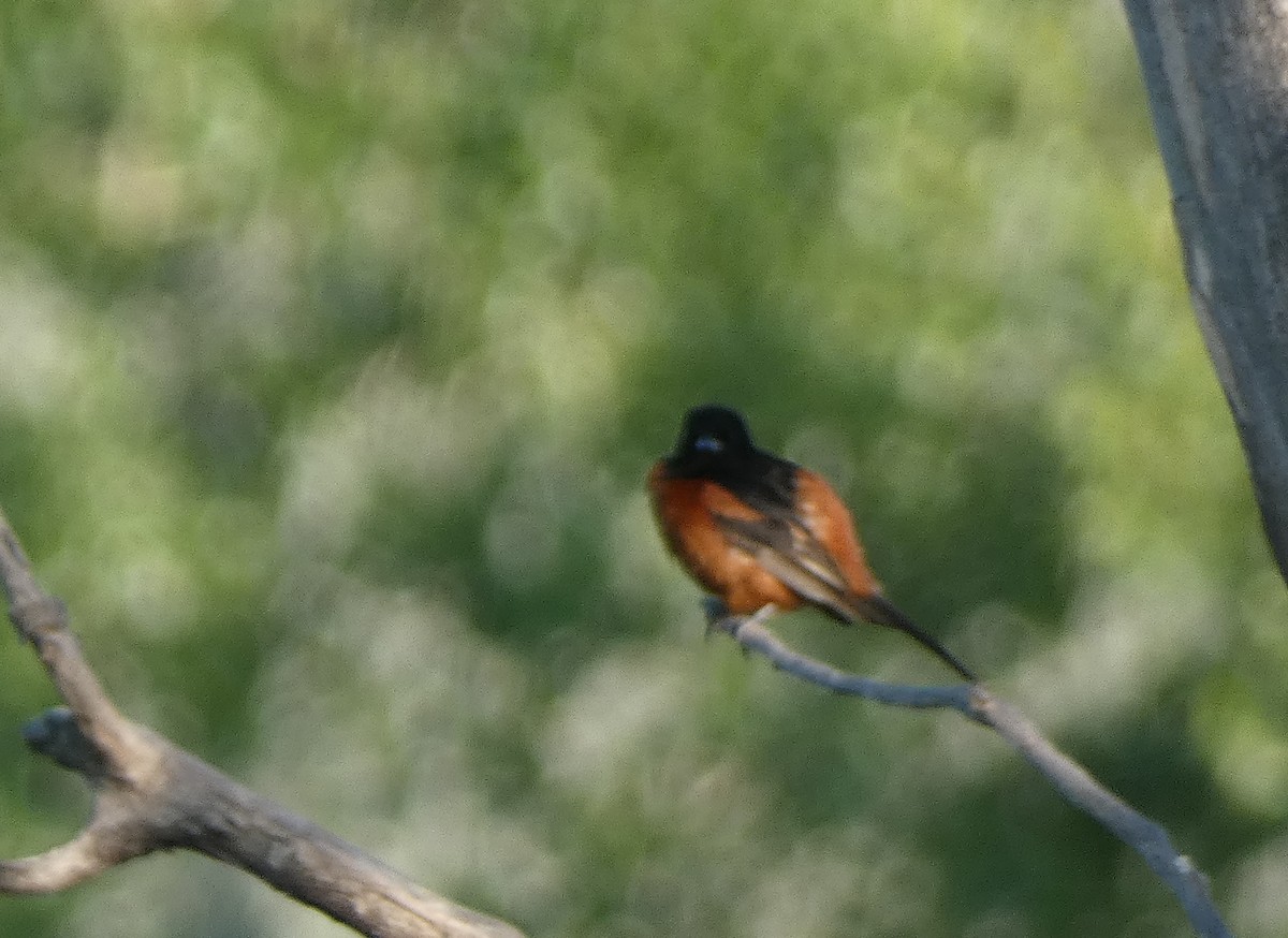 Orchard Oriole - ML463629351