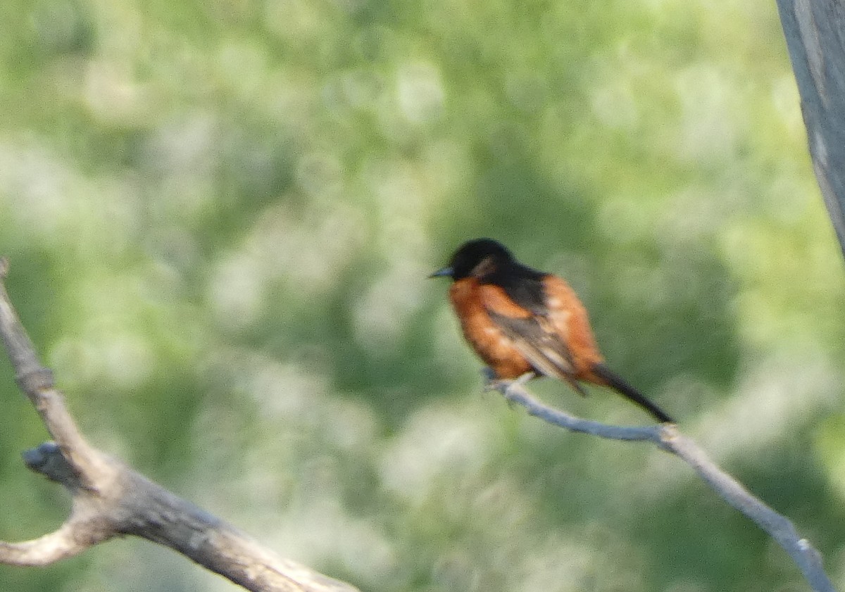 Orchard Oriole - ML463629361