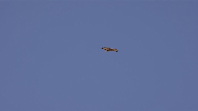 Common Buzzard (Steppe) - ML463630331