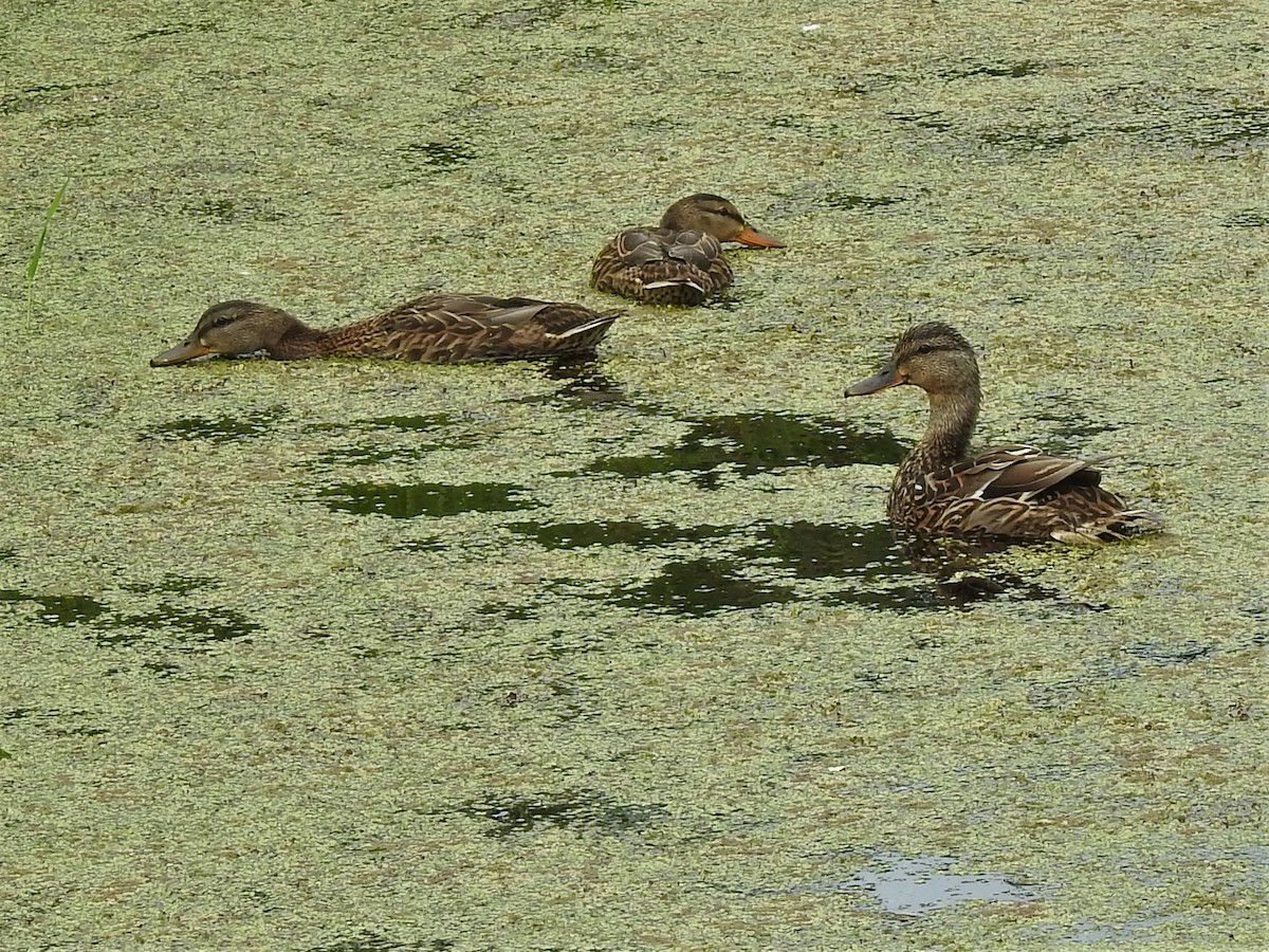 Mallard - ML463630501
