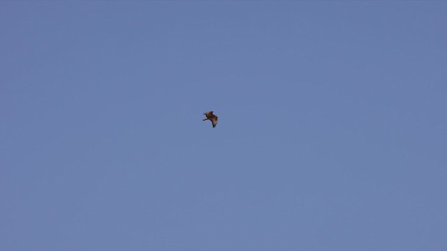 Common Buzzard (Steppe) - ML463630751