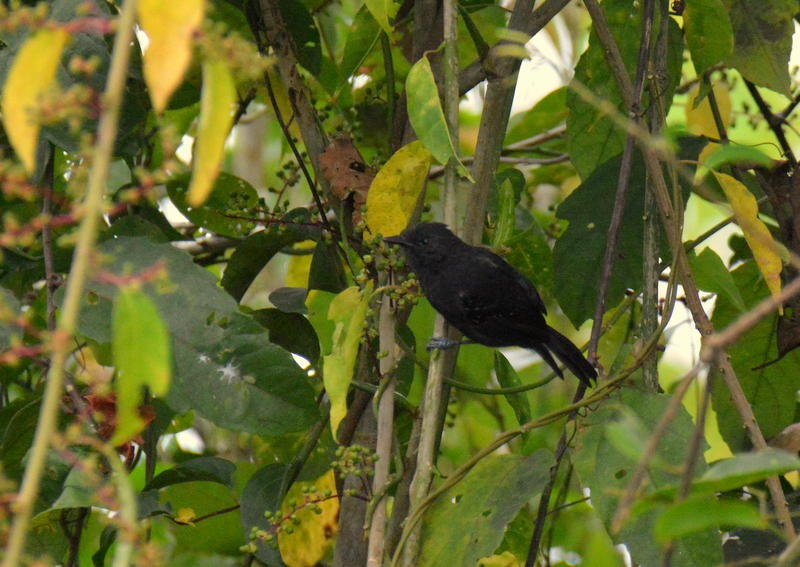 Riparian Antbird - Otto Valerio   Amazonas Birding