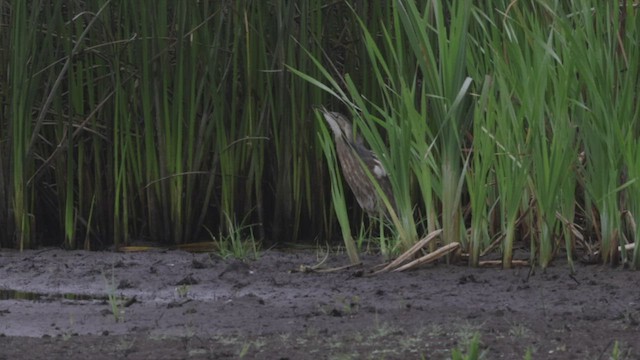 American Bittern - ML463631751