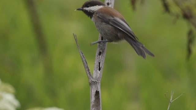 Kestane Sırtlı Baştankara - ML463632341