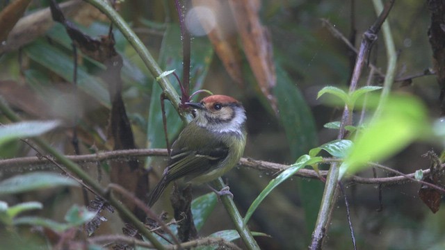 Rufous-crowned Tody-Flycatcher - ML463632851