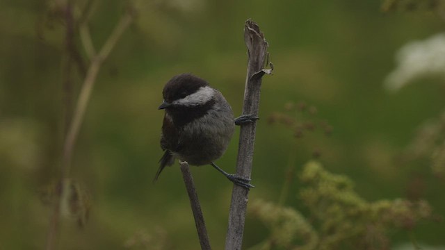 Chestnut-backed Chickadee - ML463632861