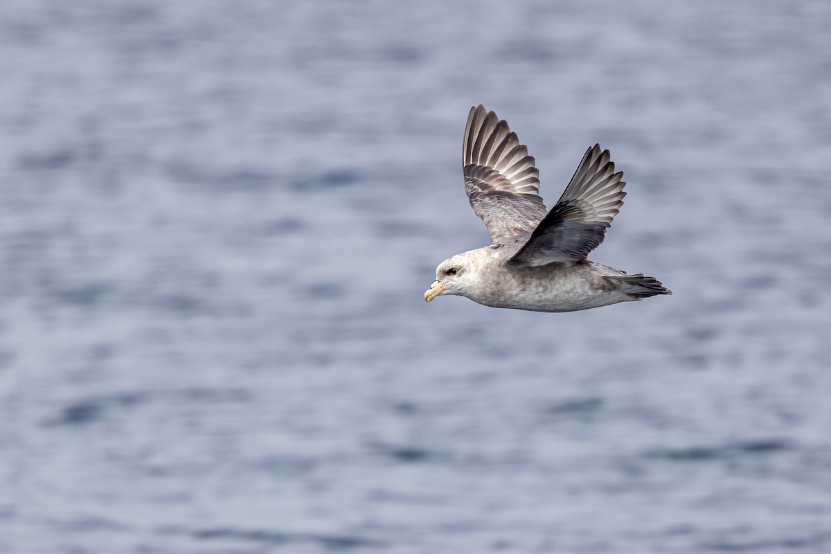 Northern Fulmar - Ken Drozd