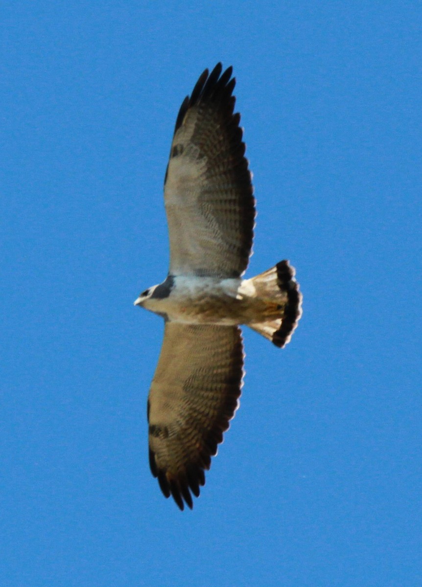 White-tailed Hawk - Brent Ortego