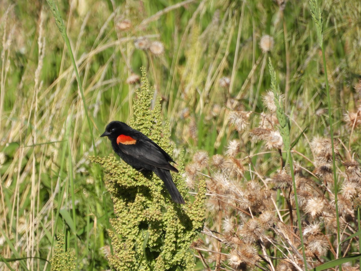 Red-winged Blackbird - ML463633671