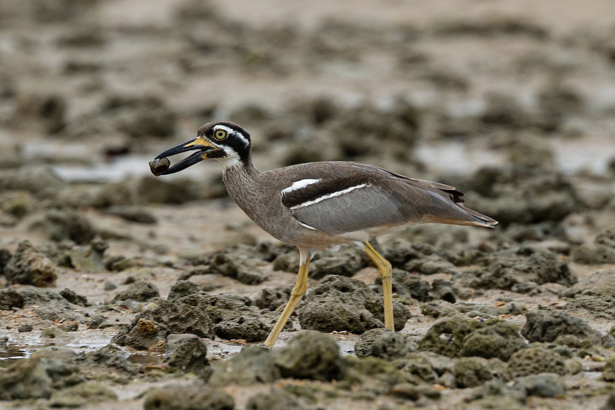 Beach Thick-knee - Dana Cameron