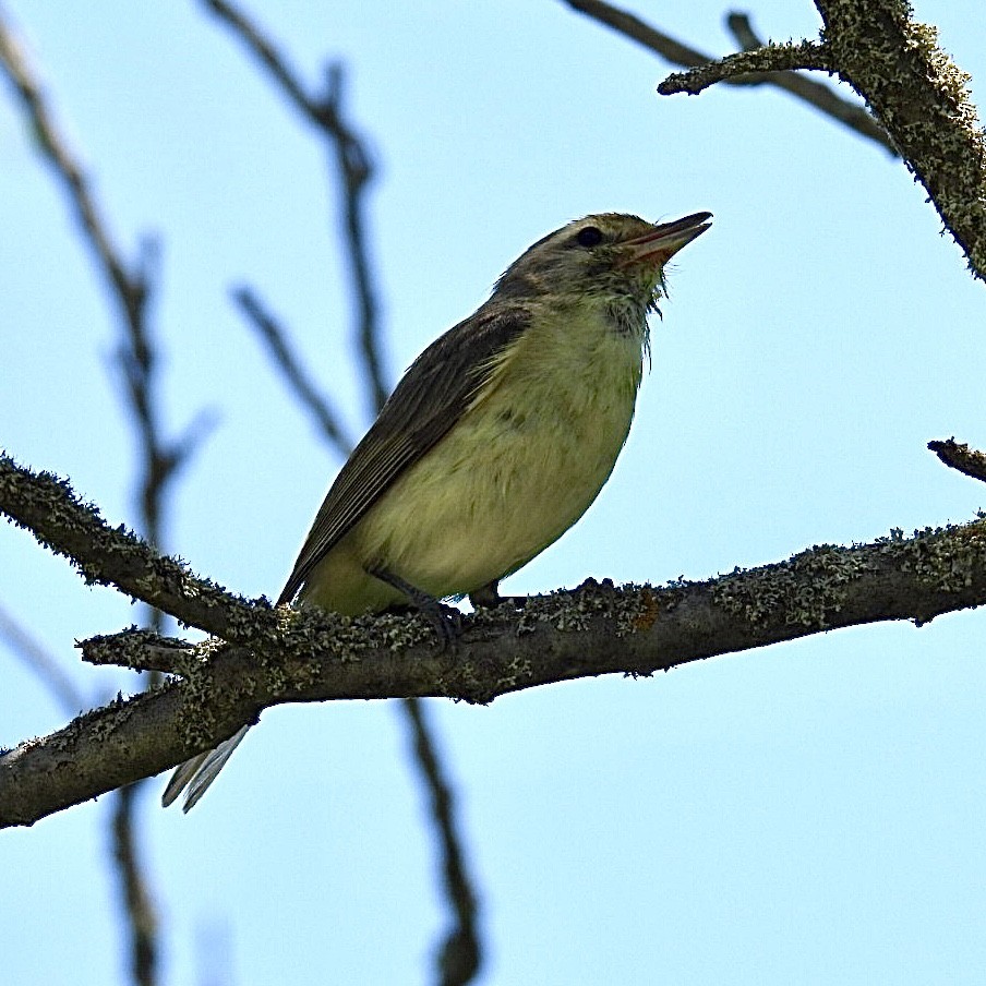 Warbling Vireo - ML463633871