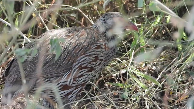 Francolin à poitrine grise - ML463633891