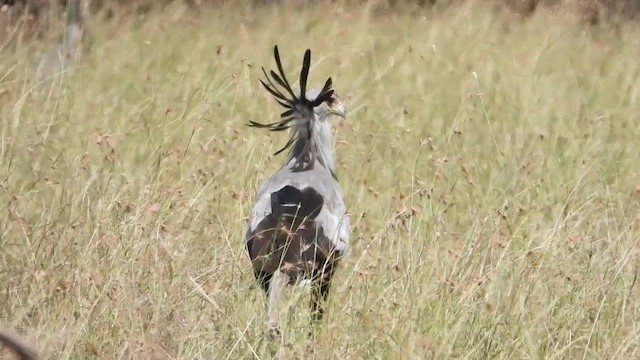 Secretarybird - ML463633991