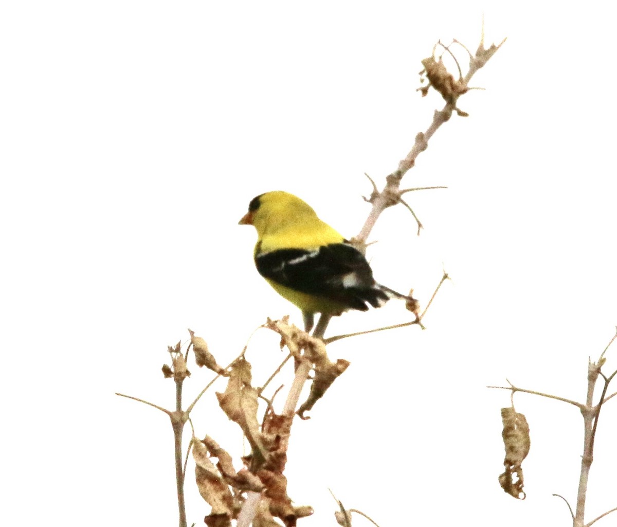 American Goldfinch - ML463634071