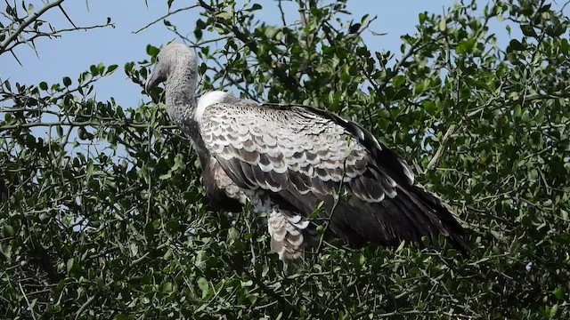 Rüppell's Griffon - ML463634241