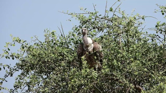 Rüppell's Griffon - ML463634281